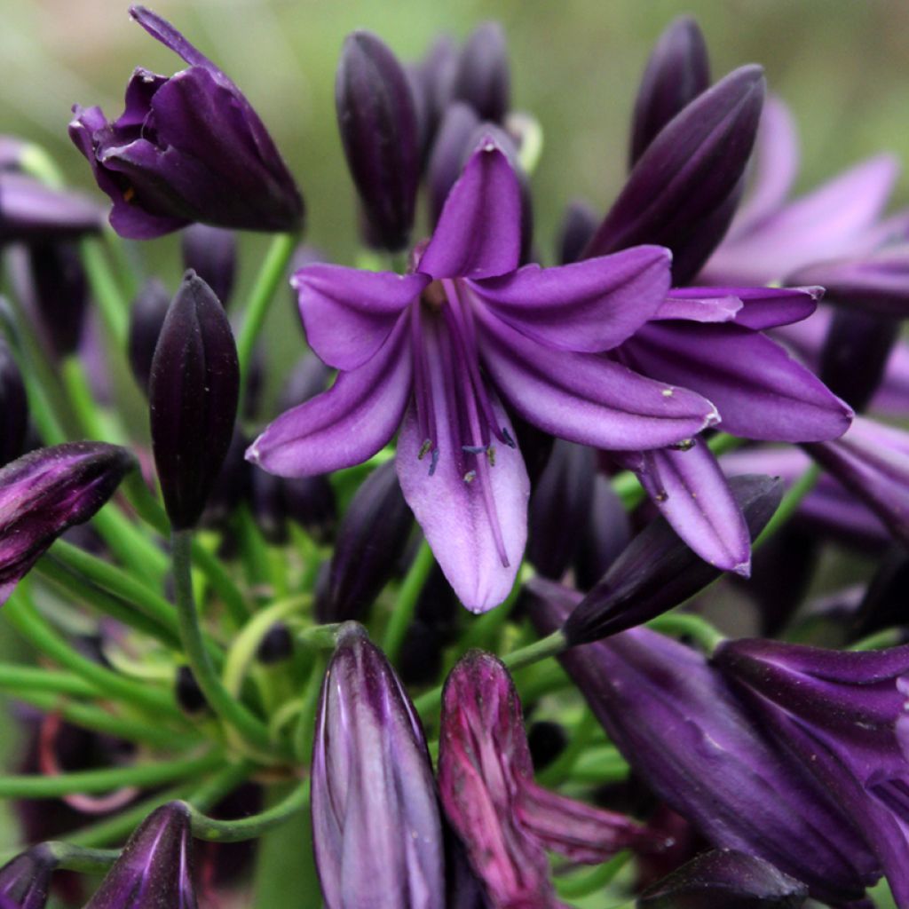 Agapanthus Black Jack - Afrikaanse lelie