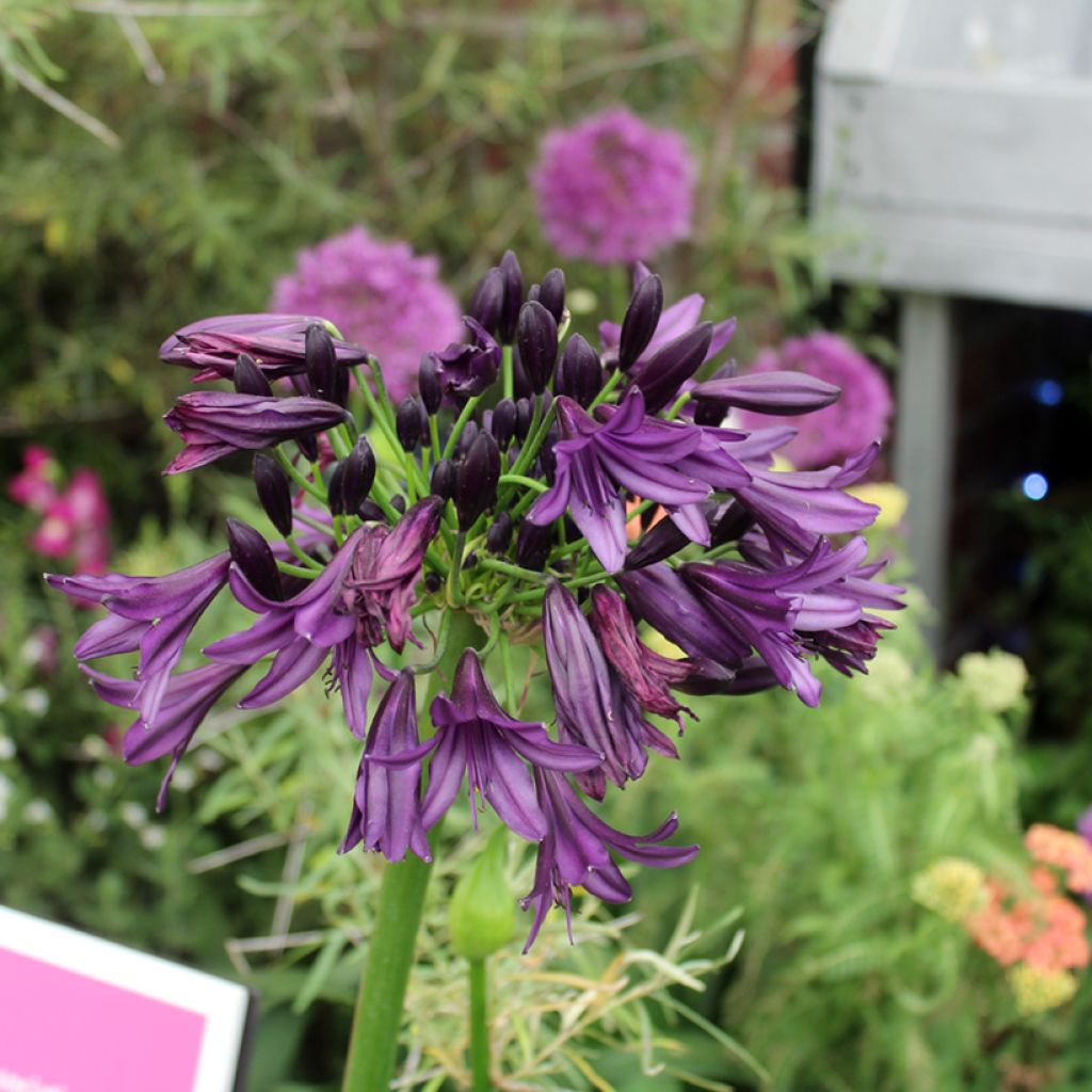 Agapanthus Black Jack - Afrikaanse lelie
