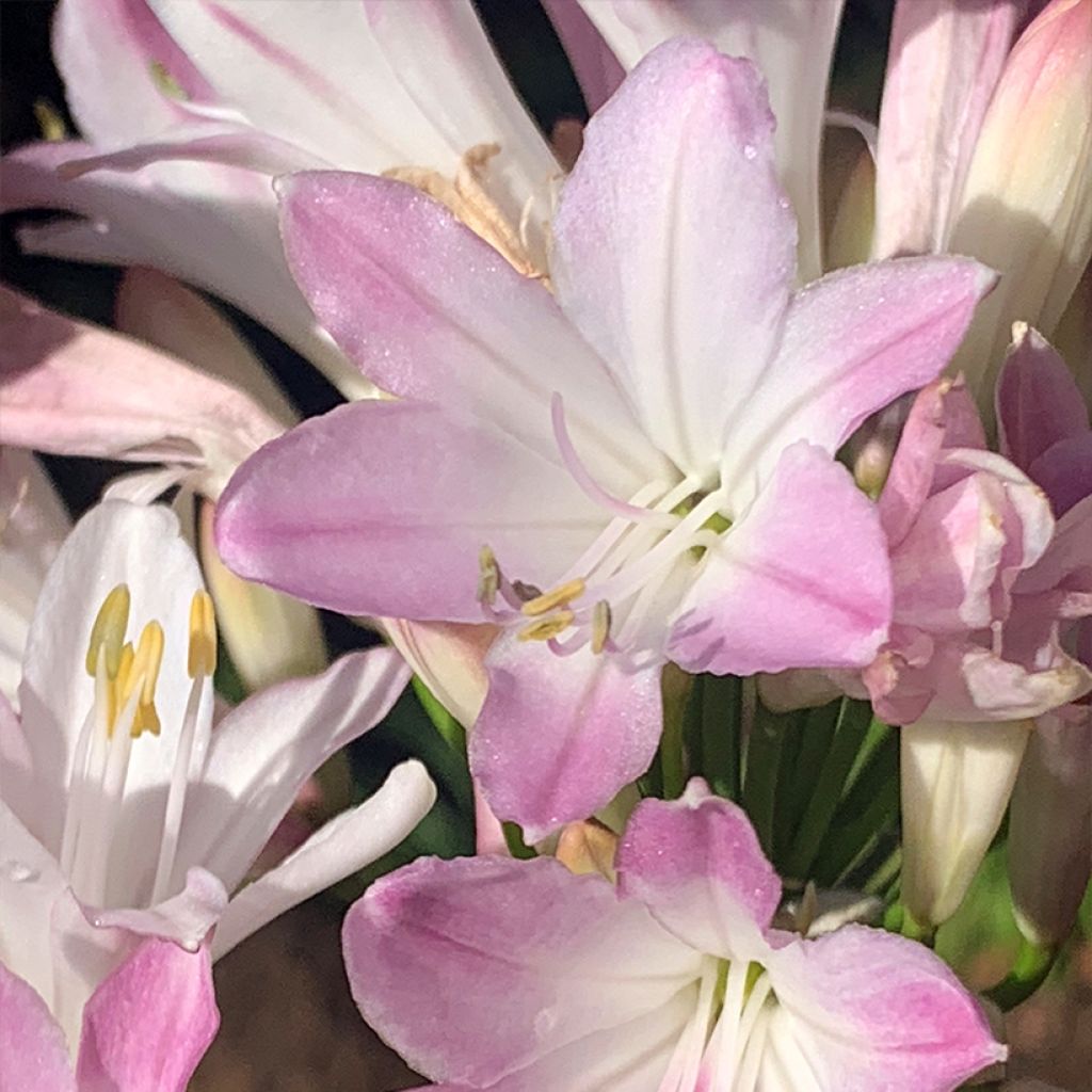 Agapanthus Blush Pink - Afrikaanse lelie