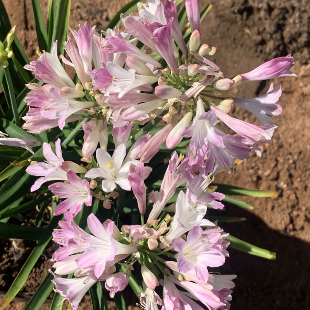 Agapanthus Blush Pink - Afrikaanse lelie