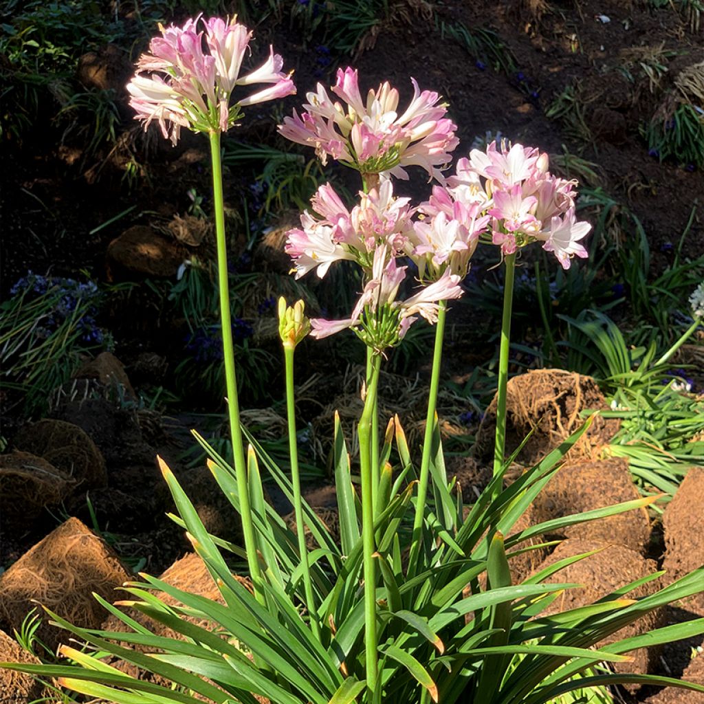 Agapanthus Blush Pink - Afrikaanse lelie