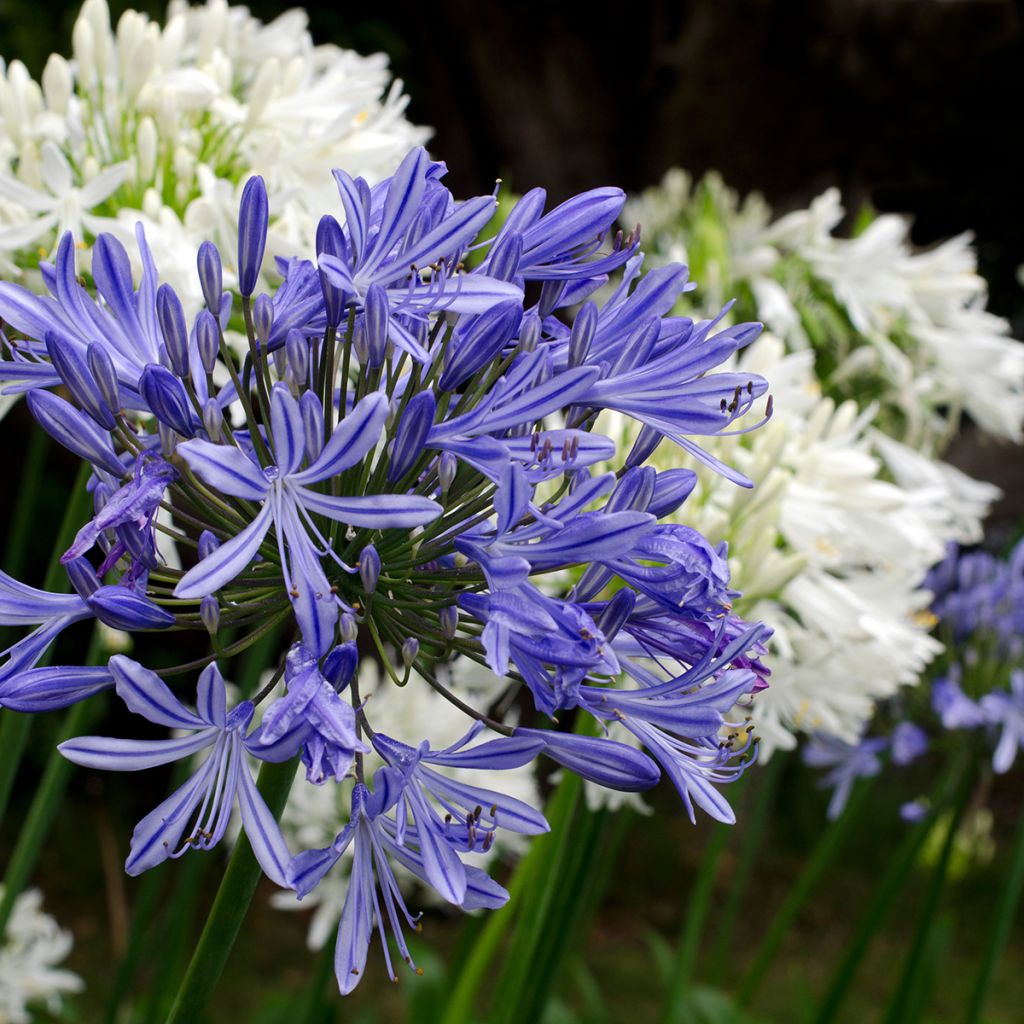 Agapanthus Midnight Blue - Afrikaanse lelie