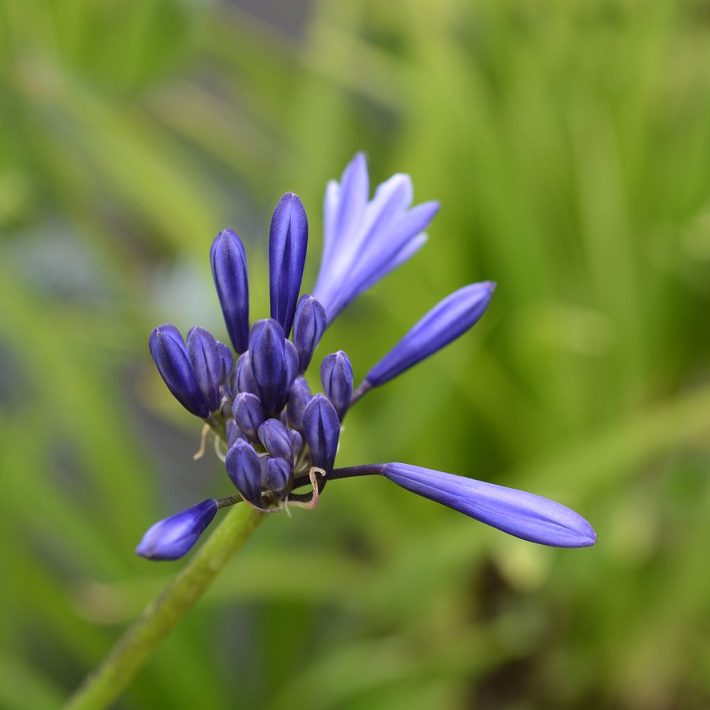 Agapanthus Northern Star - Afrikaanse lelie