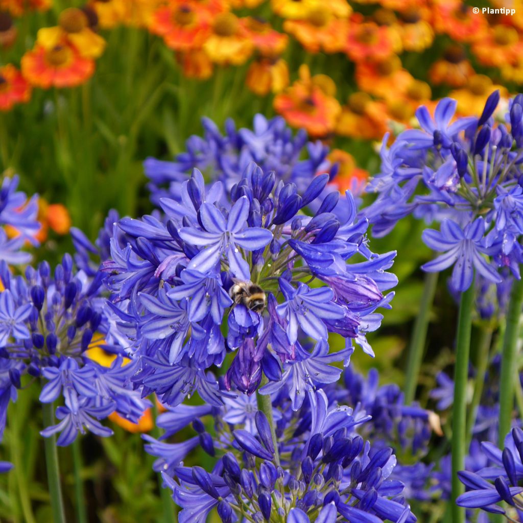 Agapanthus Northern Star - Afrikaanse lelie