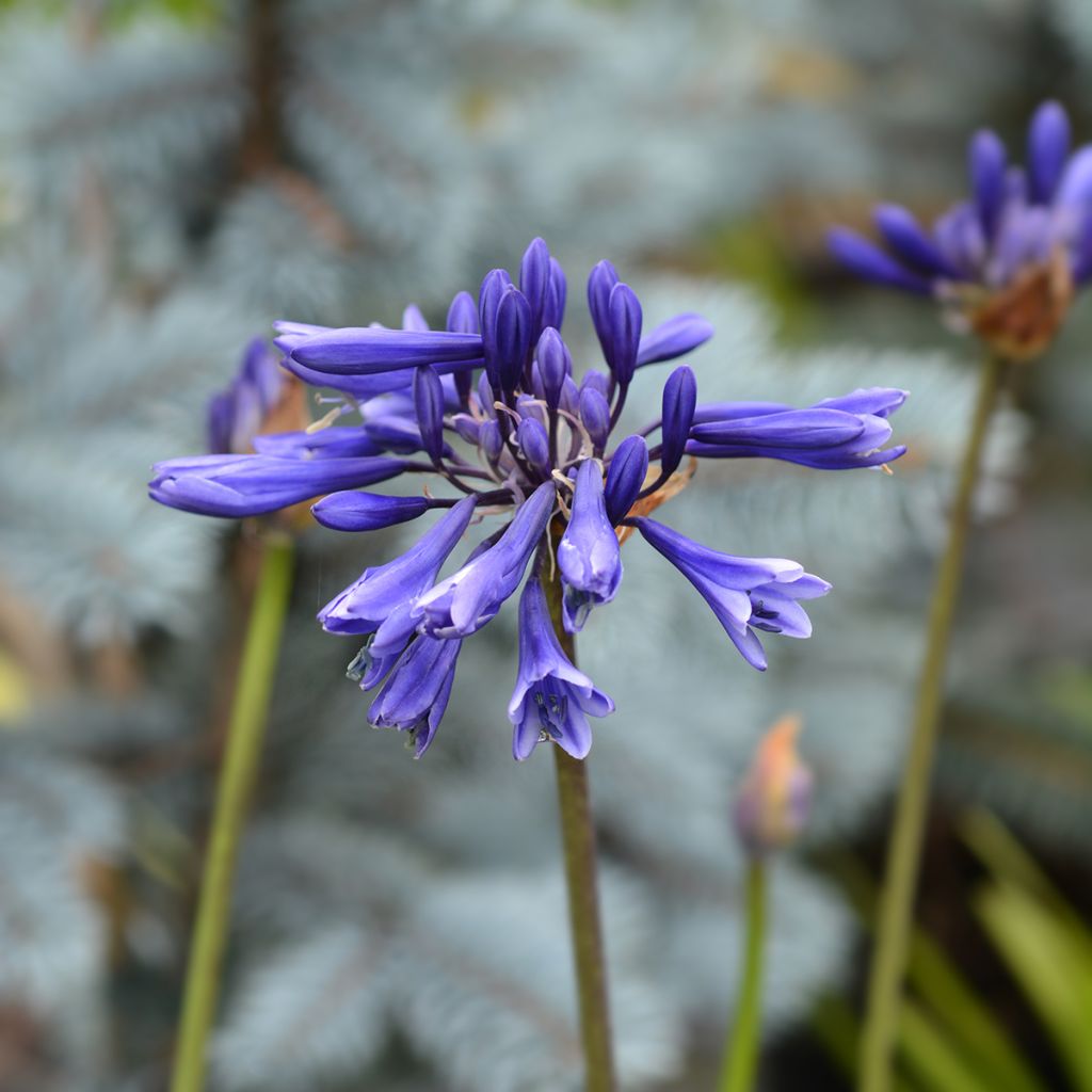 Agapanthus Northern Star - Afrikaanse lelie