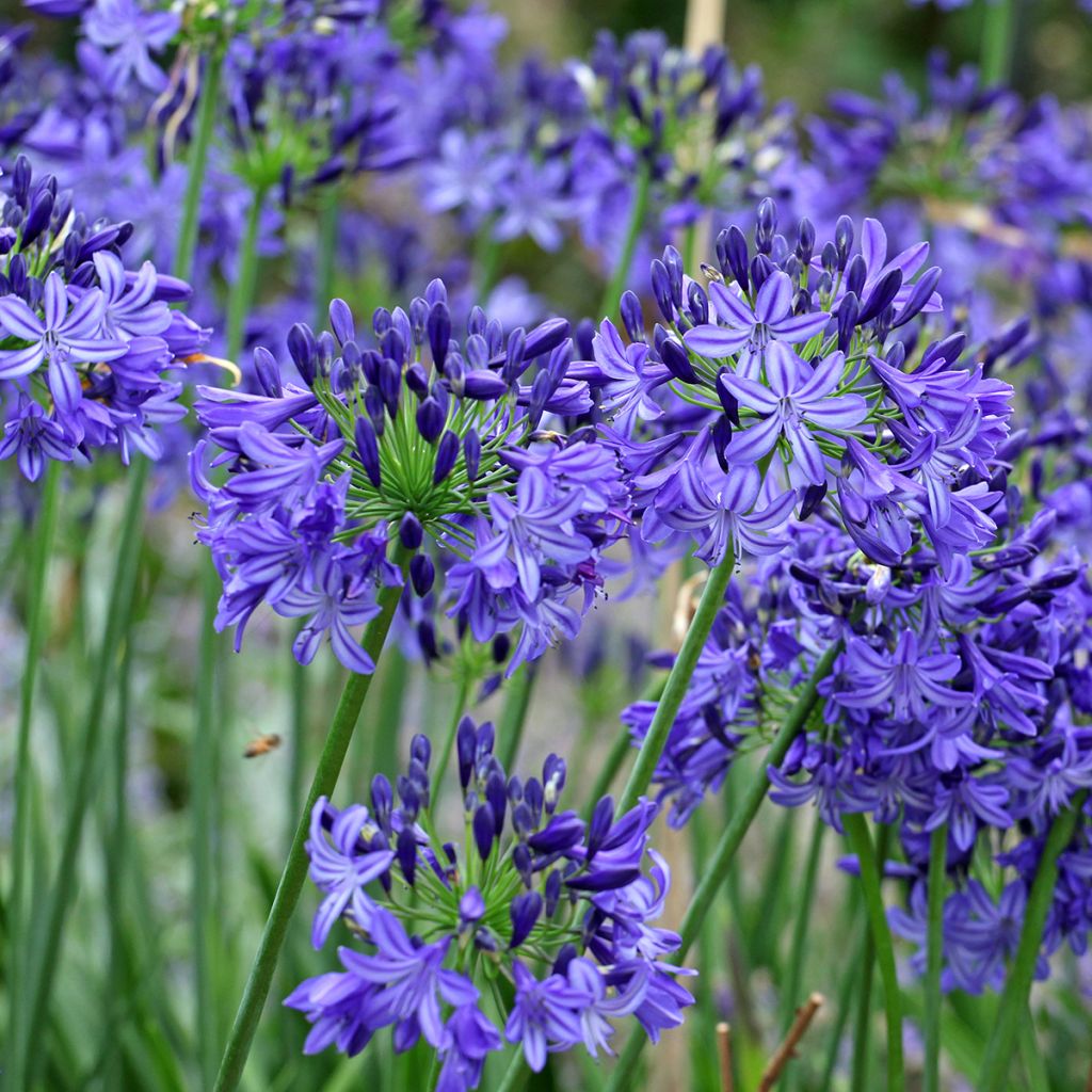 Agapanthus Northern Star - Afrikaanse lelie