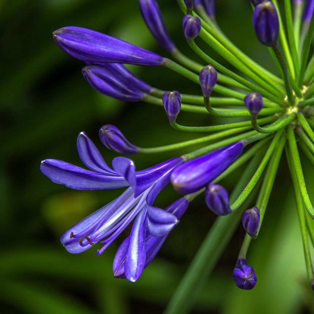 Agapanthus Purple Cloud - Afrikaanse lelie