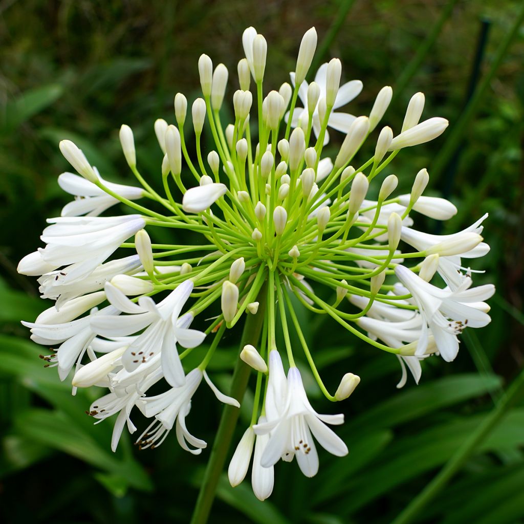 Agapanthus Queen Mum - Afrikaanse lelie