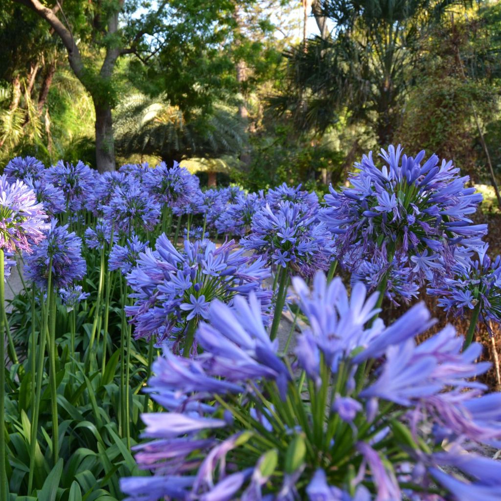 Agapanthus umbellatus (africanus) - Afrikaanse lelie