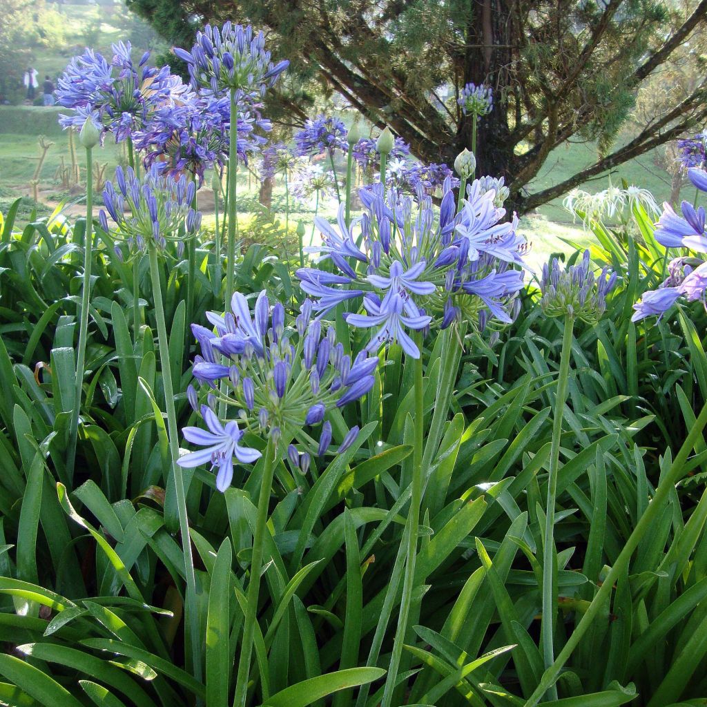 Agapanthus umbellatus (africanus) - Afrikaanse lelie