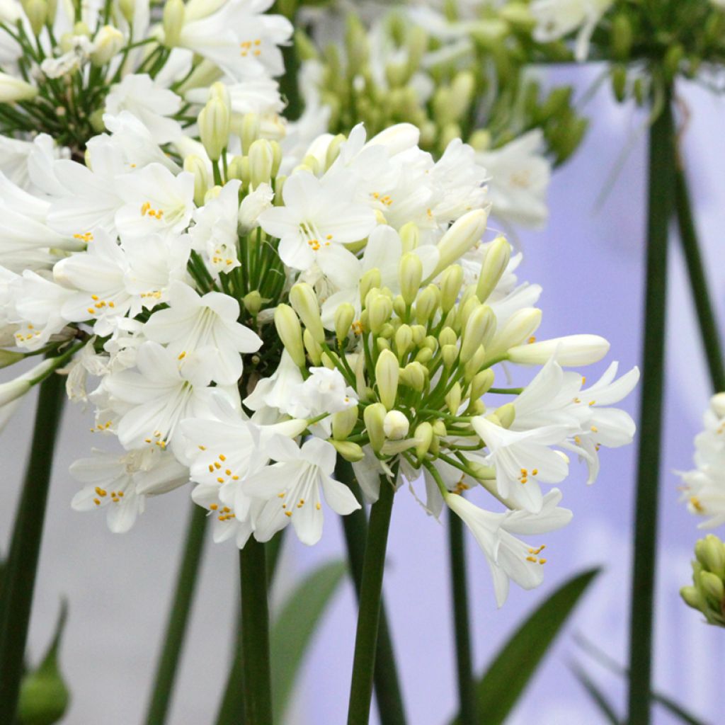 Agapanthus  Ever White - Afrikaanse lelie