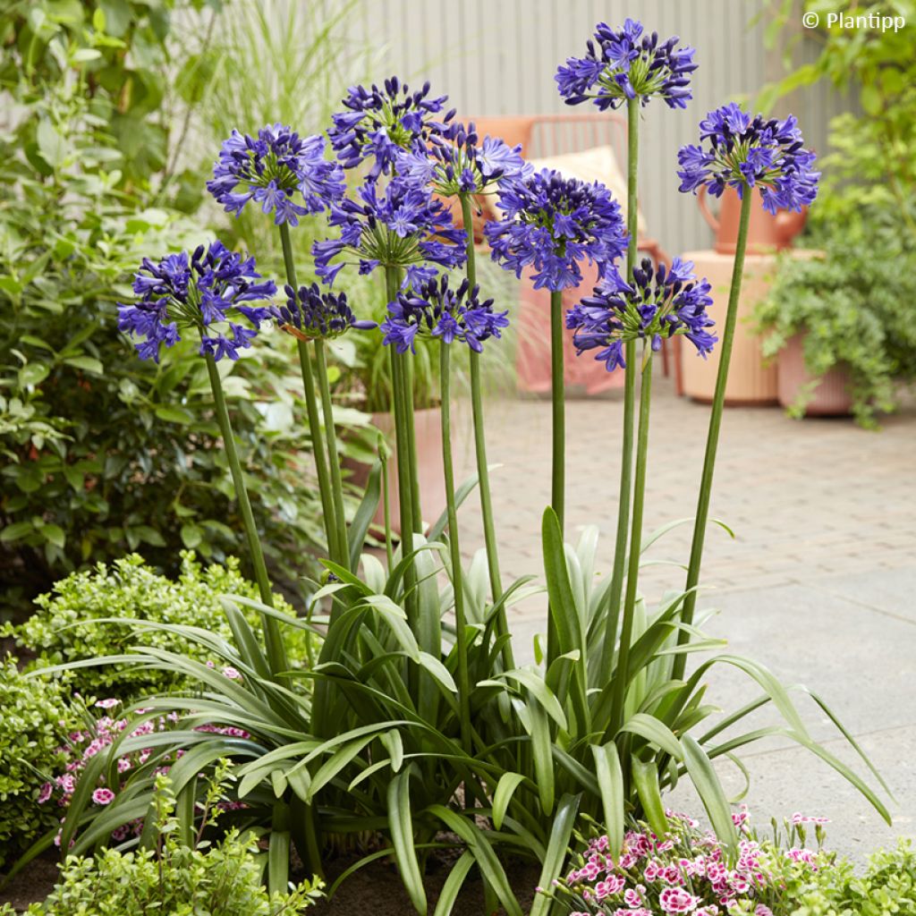 Agapanthus Midnight Sky - Afrikaanse lelie