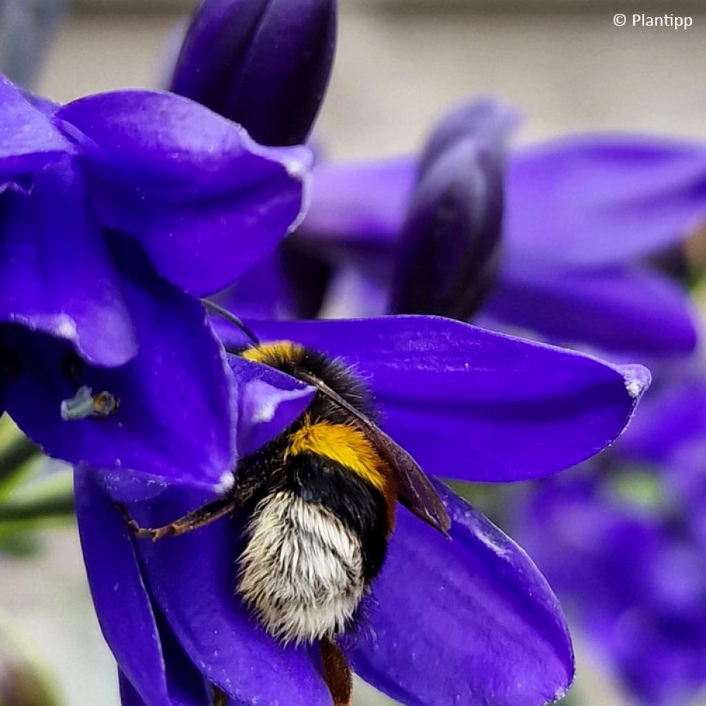 Agapanthus Midnight Sky - Afrikaanse lelie