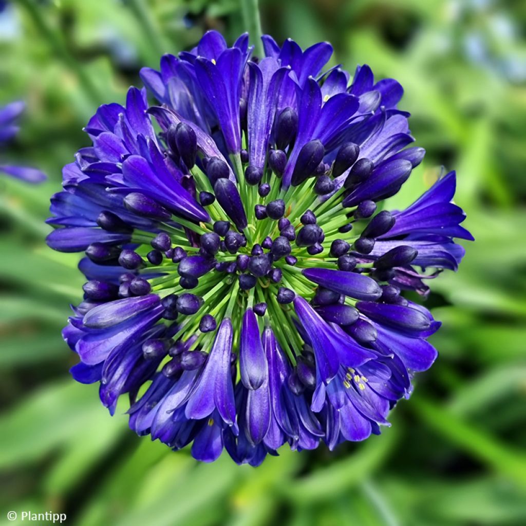 Agapanthus Midnight Sky - Afrikaanse lelie
