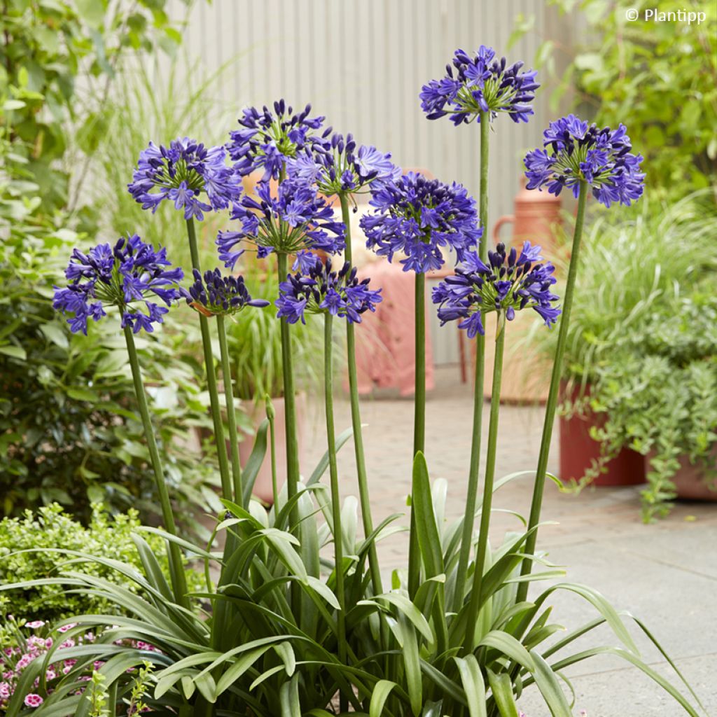 Agapanthus Midnight Sky - Afrikaanse lelie