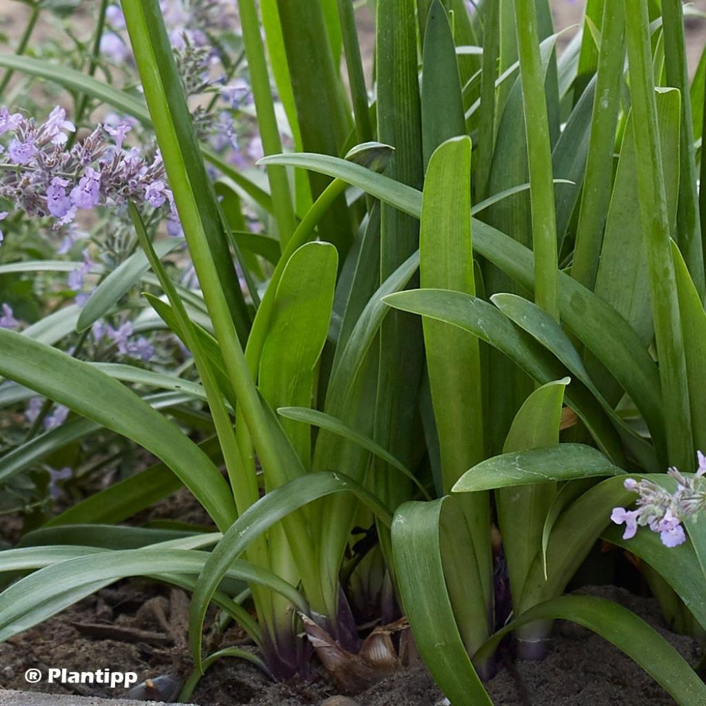 Agapanthe hybride Poppin' Purple