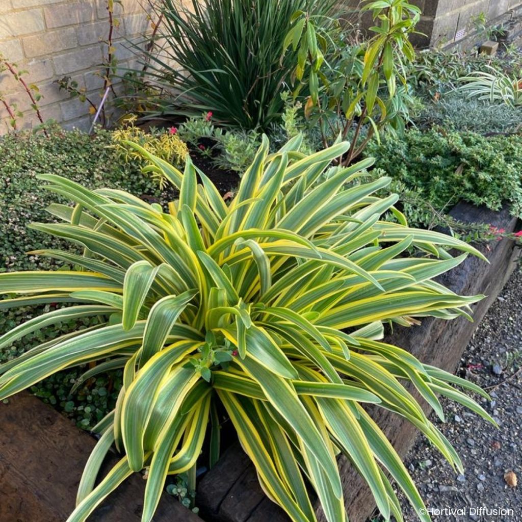 Agapanthus praecox Zambezi - Afrikaanse lelie