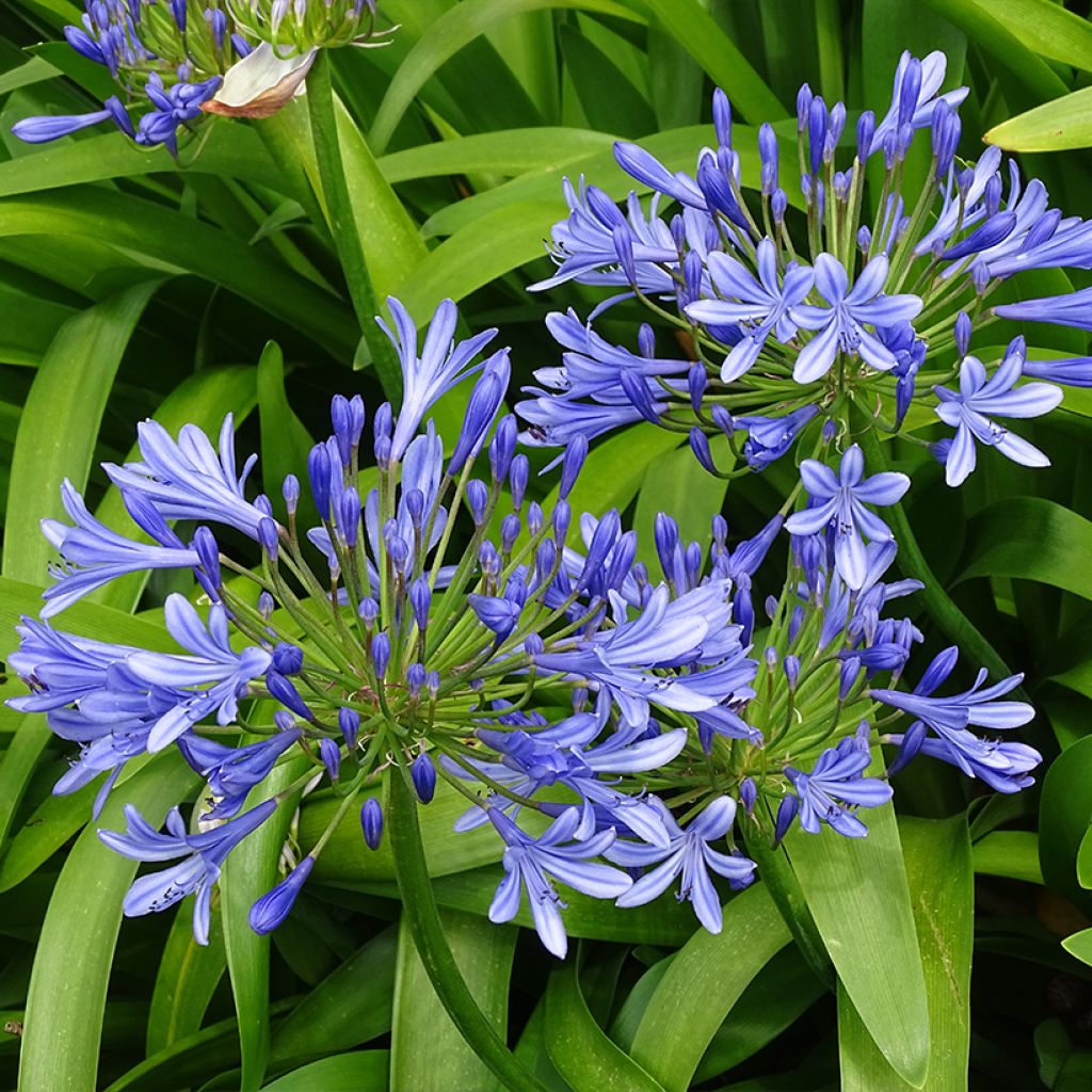 Agapanthus umbellatus (africanus) - Afrikaanse lelie