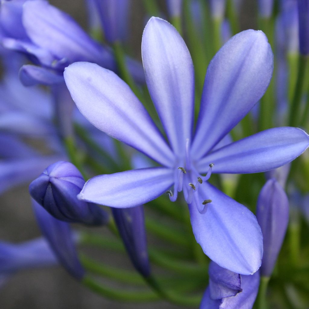 Agapanthus umbellatus (africanus) - Afrikaanse lelie