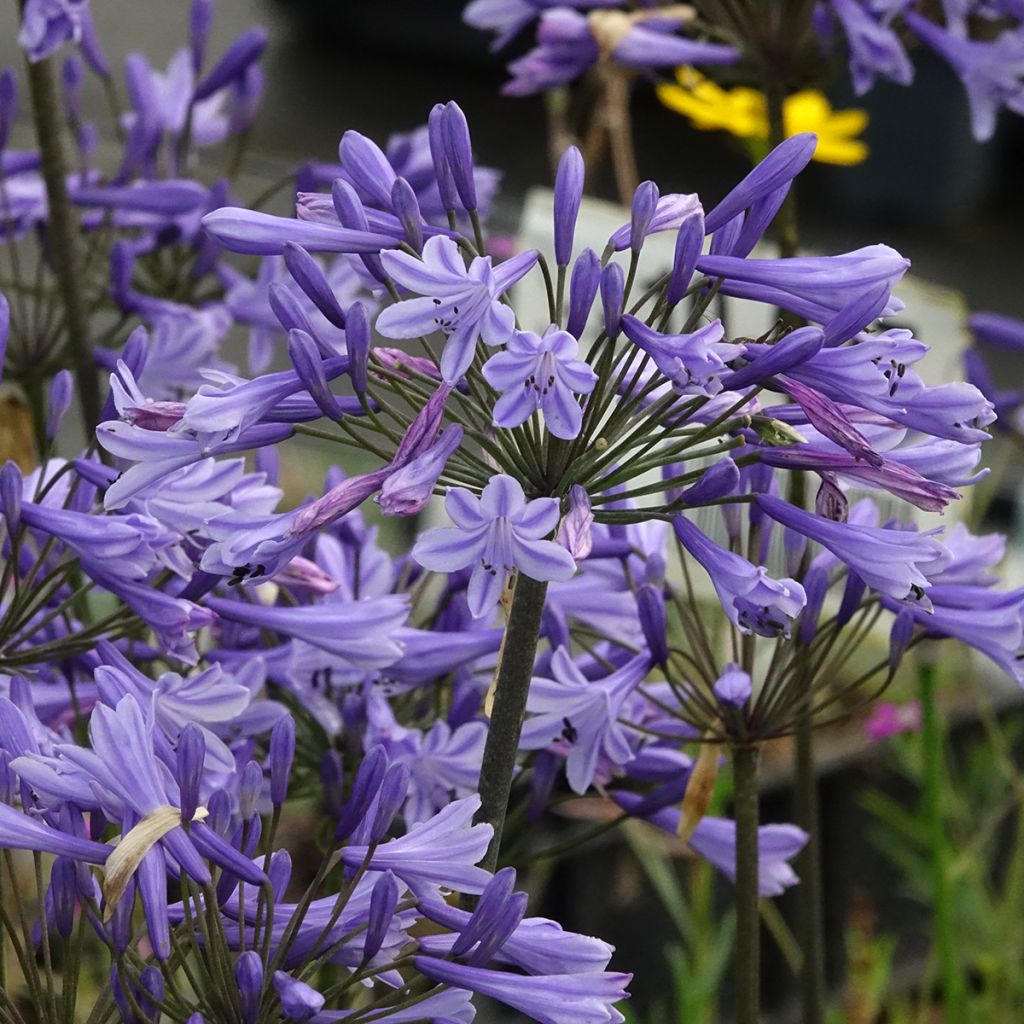 Agapanthus Blue Triumphator - Afrikaanse lelie