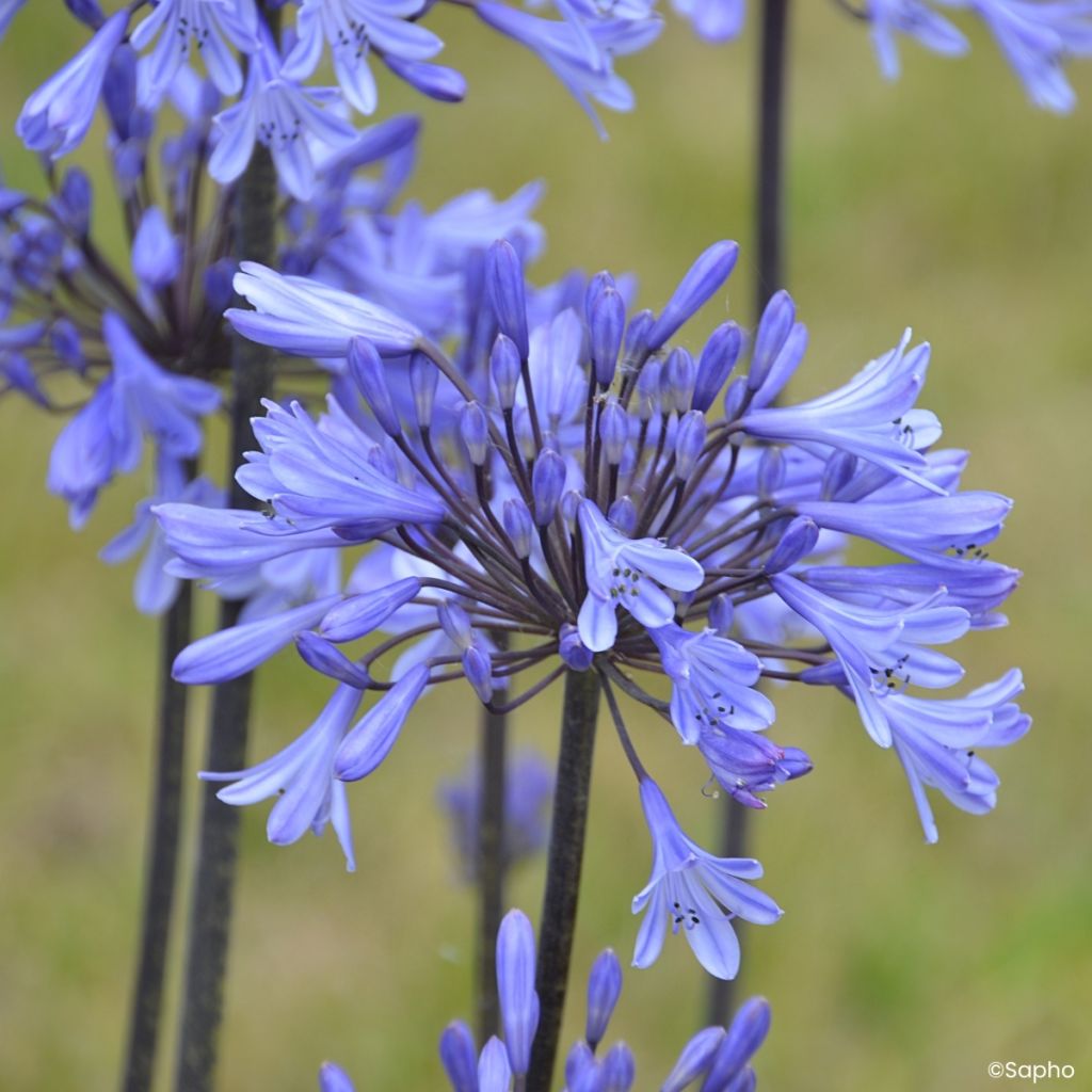 Agapanthus Graphite Blue - Afrikaanse lelie