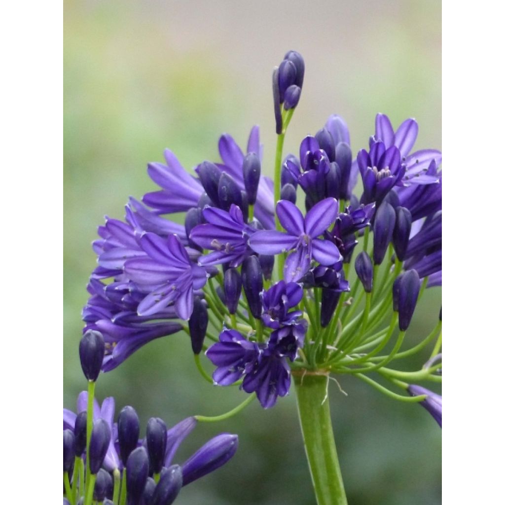 Agapanthus Royal Velvet - Afrikaanse lelie