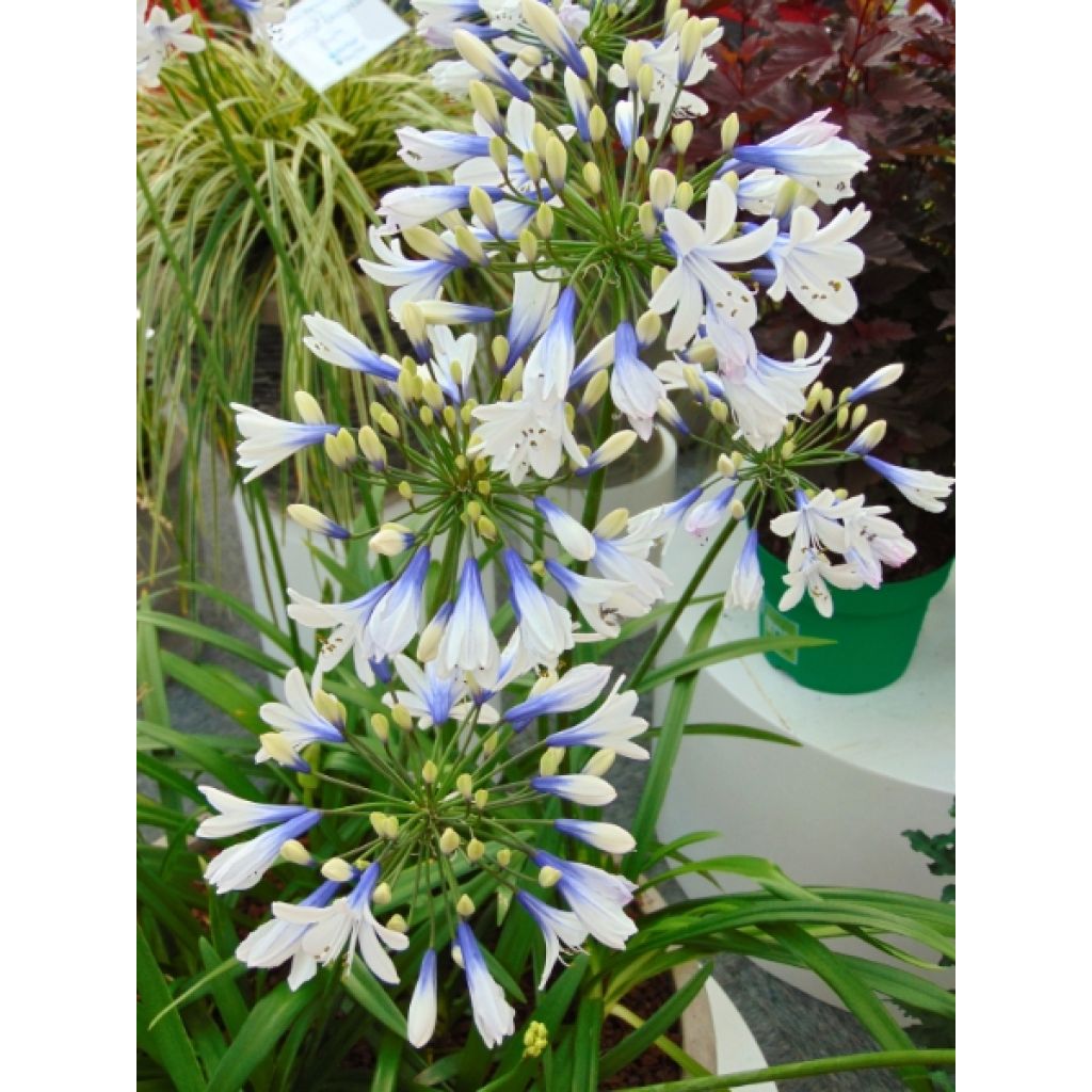 Agapanthus Twister - Afrikaanse lelie