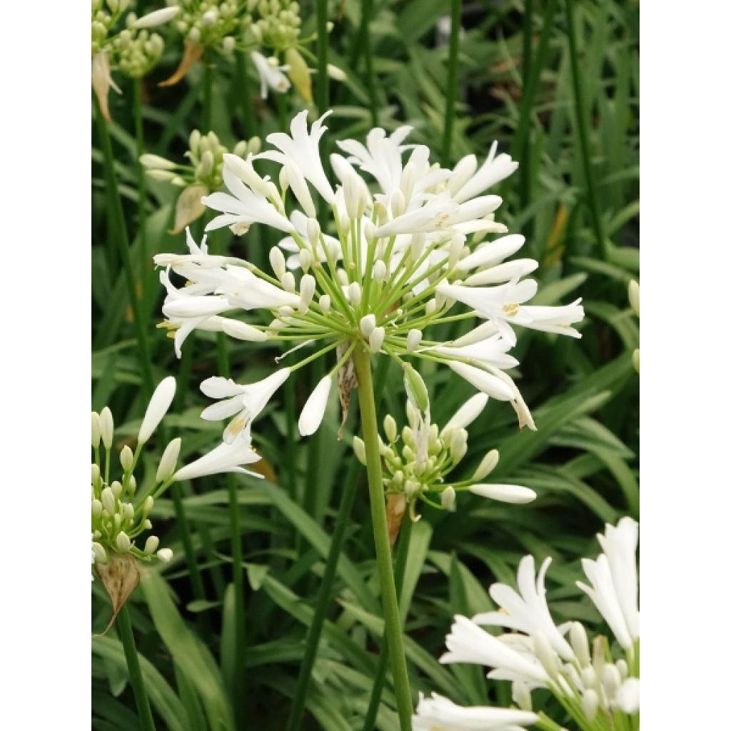 Agapanthus Pitchoune White - Afrikaanse lelie