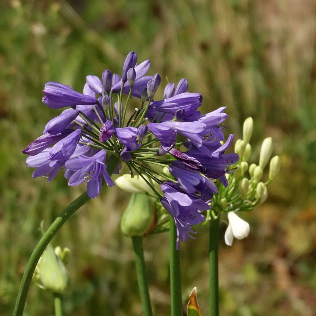 Agapanthus  Three Sisters - Afrikaanse lelie