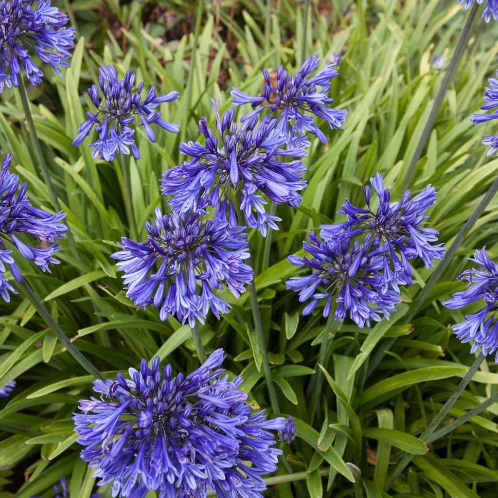 Agapanthus Black Pantha - Afrikaanse lelie
