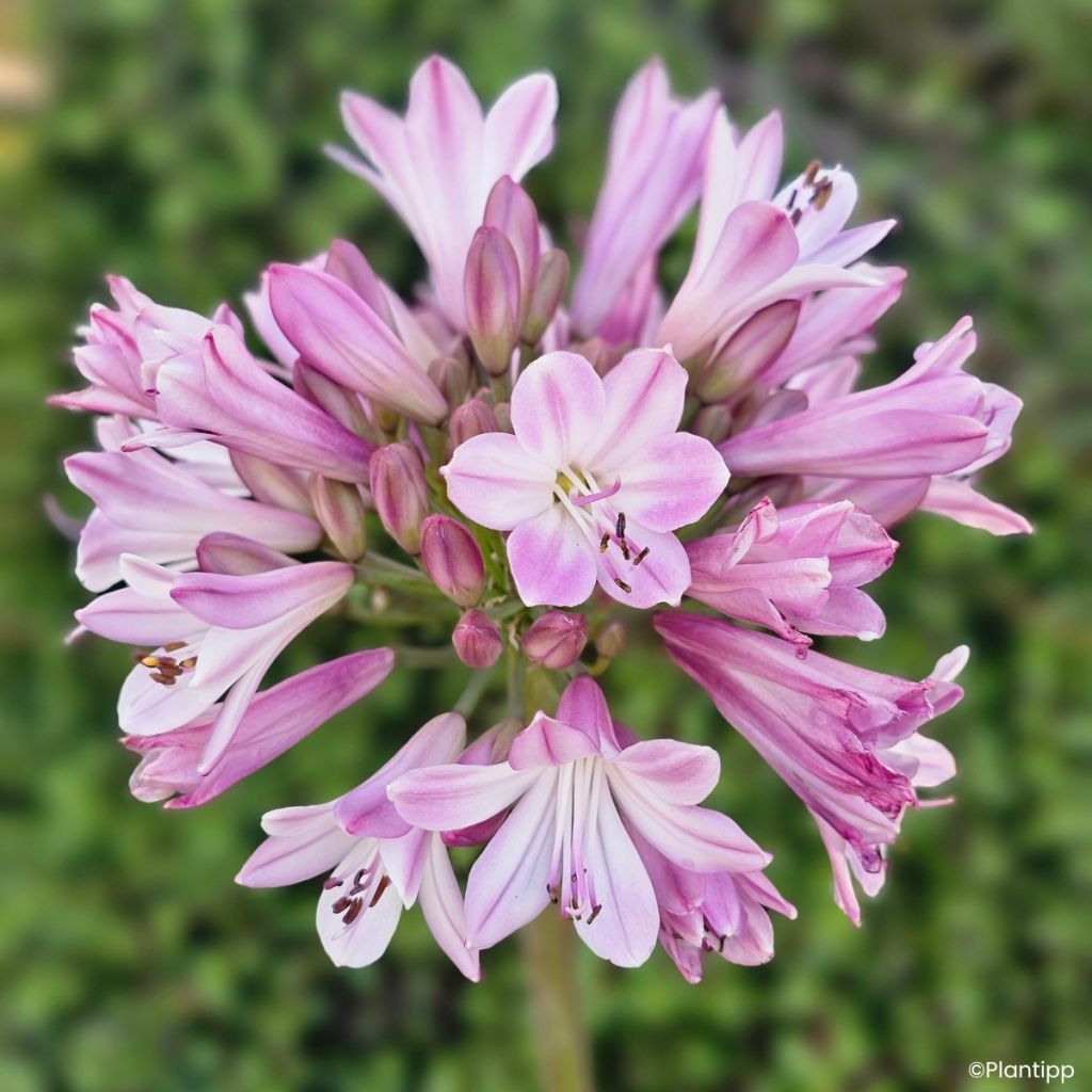 Agapanthus Poppin' Pink - Afrikaanse lelie