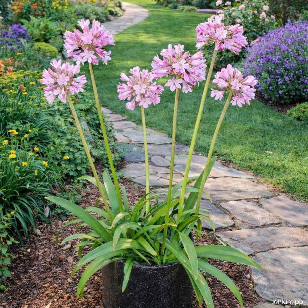 Agapanthus Poppin' Pink - Afrikaanse lelie