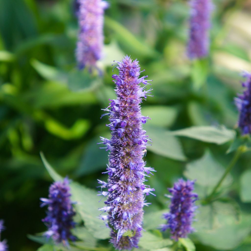 Agastache Black Adder - Dropplant