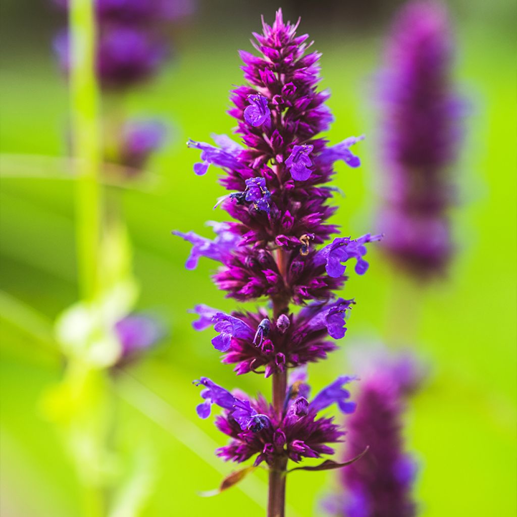 Agastache Blue Boa - Dropplant