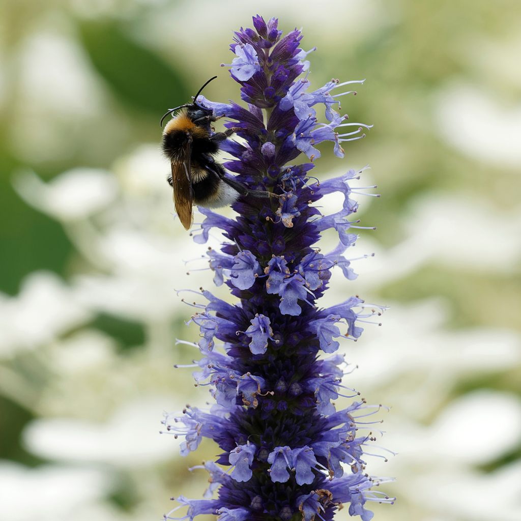 Agastache Blue Fortune - Koreaanse munt