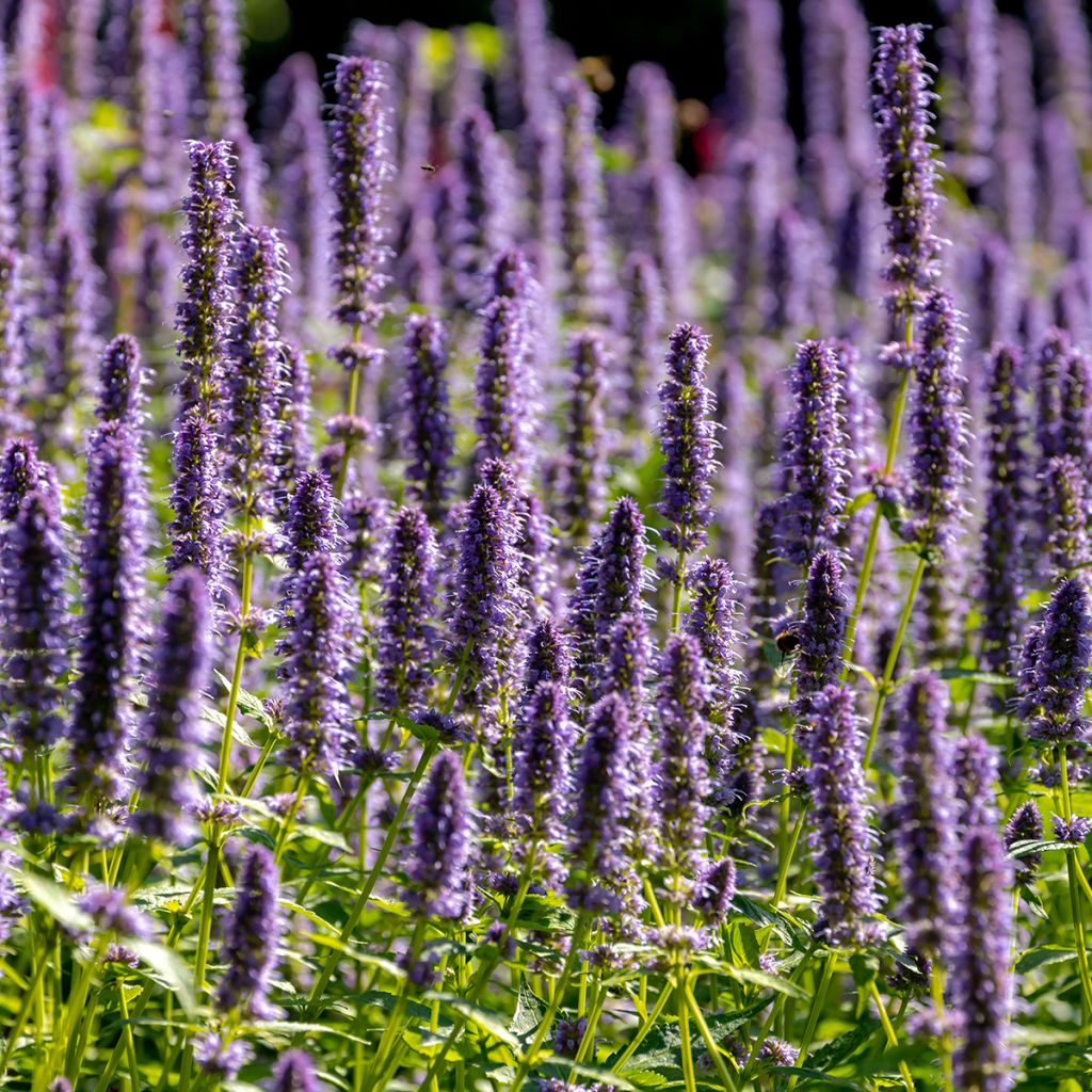 Agastache Blue Fortune - Koreaanse munt