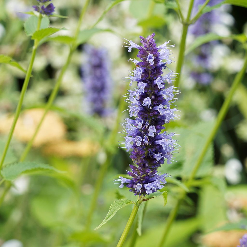 Agastache Blue Fortune - Koreaanse munt