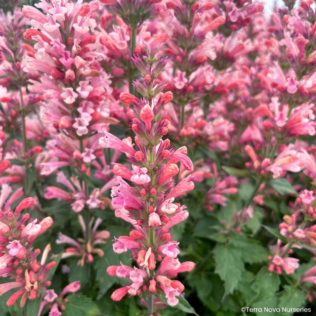 Agastache Pink Pearl - Dropplant