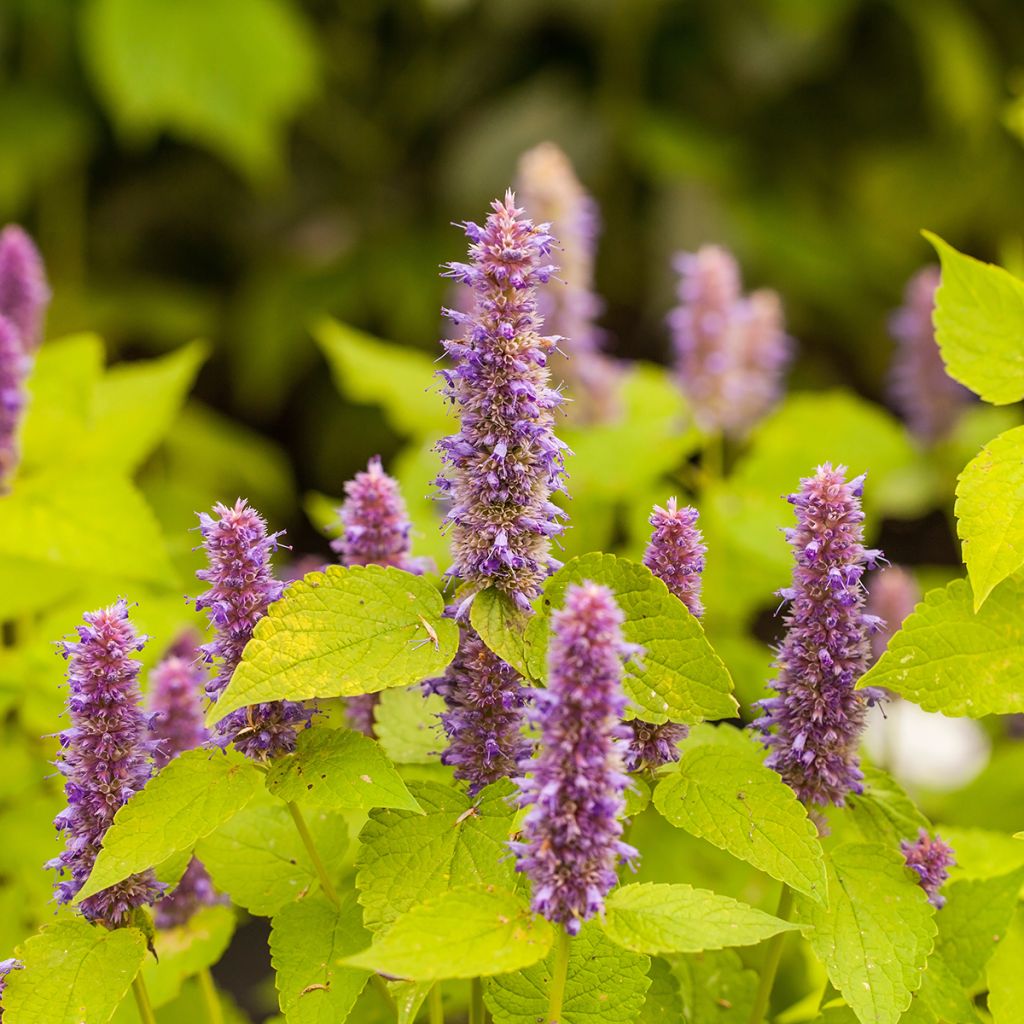 Agastache fenouil Golden Jubilee - Dropplant