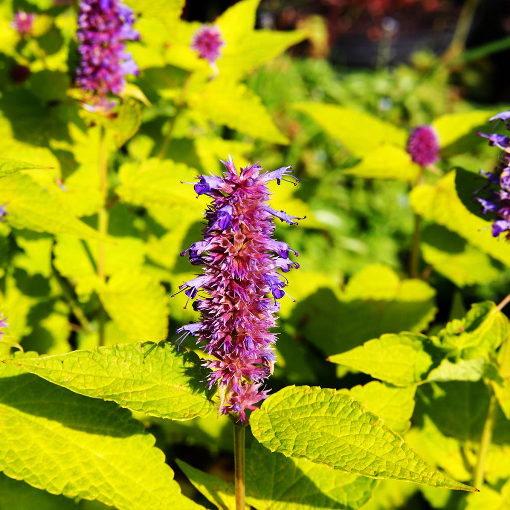 Agastache fenouil Golden Jubilee - Dropplant