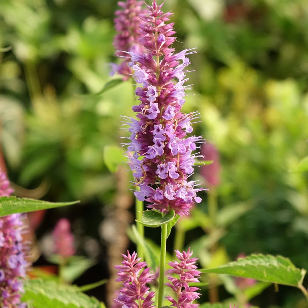 Agastache  Beelicious Purple - Dropplant