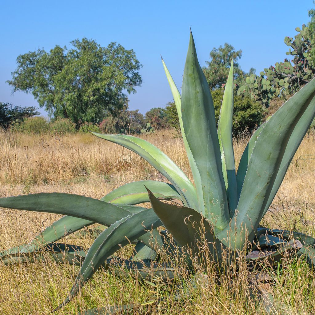 Agave americana - Honderdjarige aloë