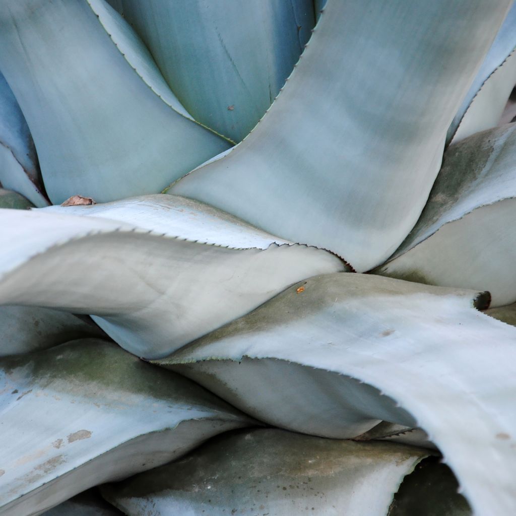 Agave americana - Honderdjarige aloë