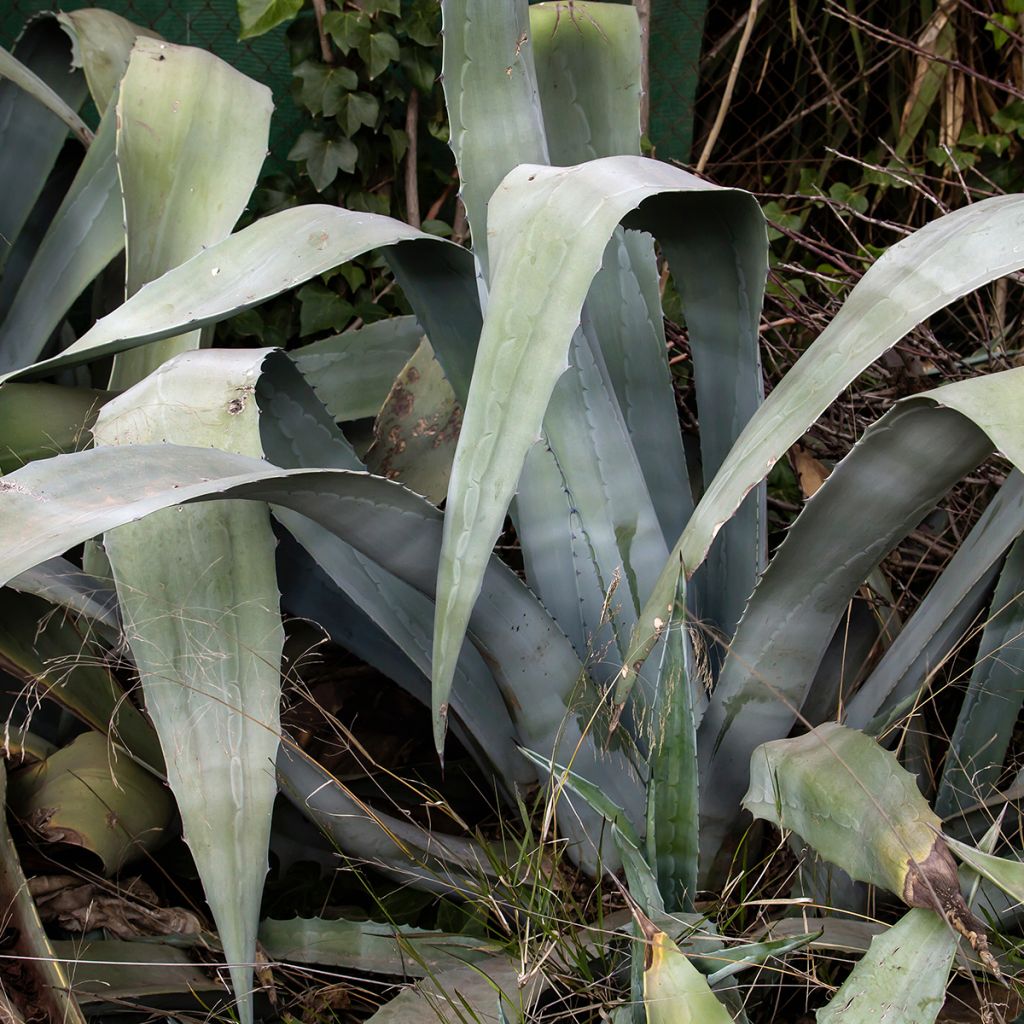Agave americana - Honderdjarige aloë
