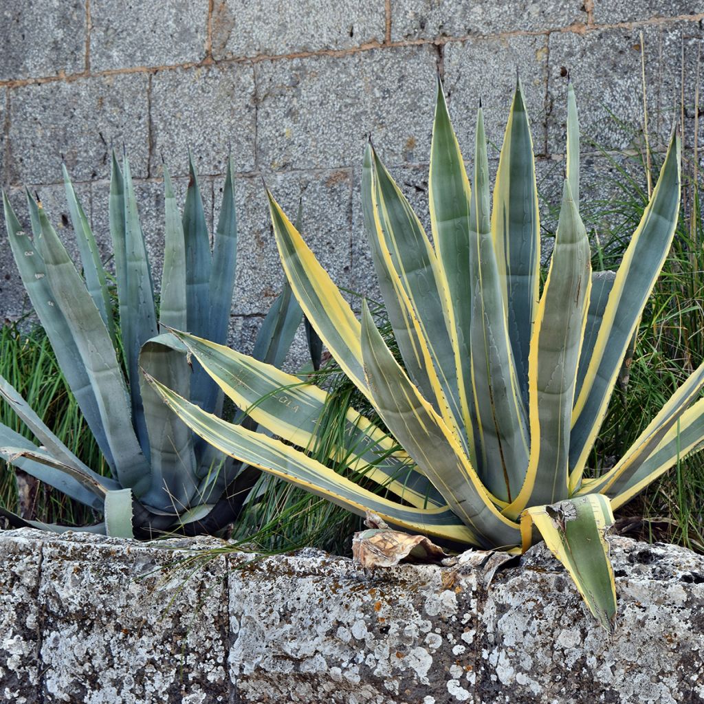 Agave americana Variegata - Honderdjarige aloë