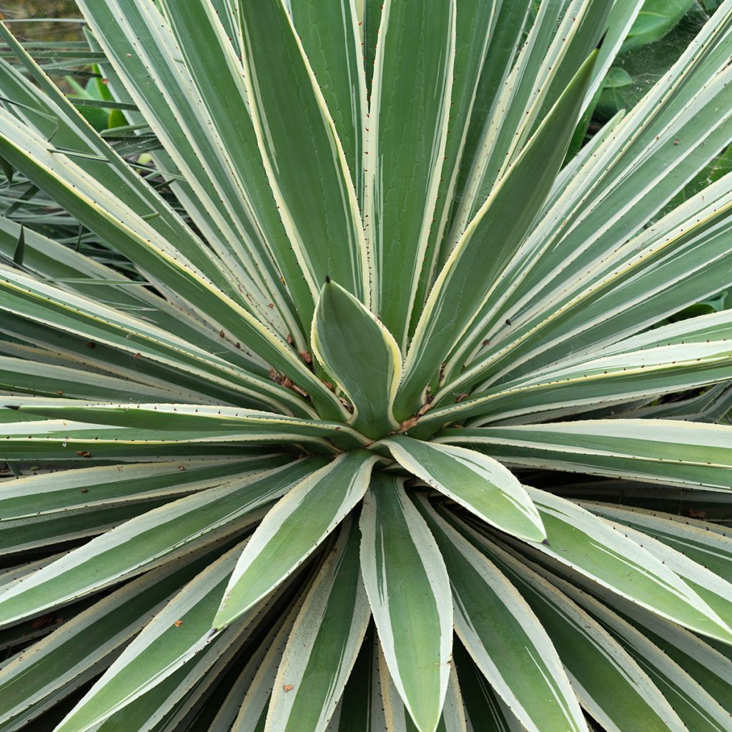 Agave angustifolia Marginata - Salvadoraanse sisal