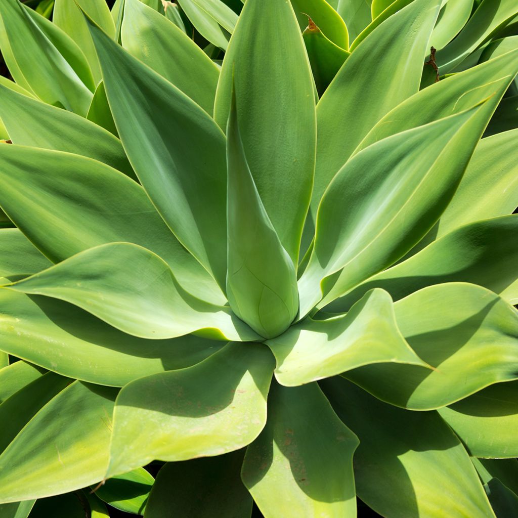 Agave attenuata - Zwanenhalsagave