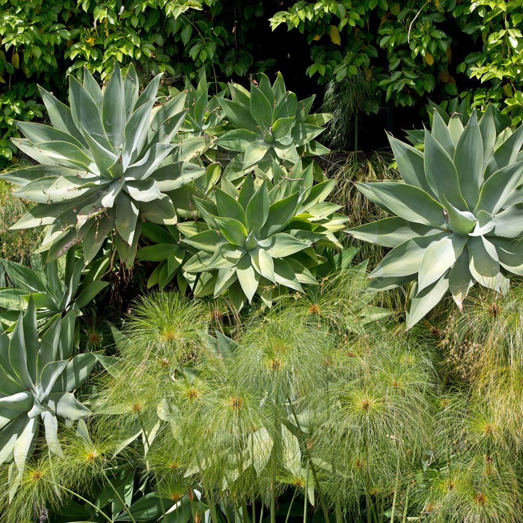 Agave attenuata - Zwanenhalsagave