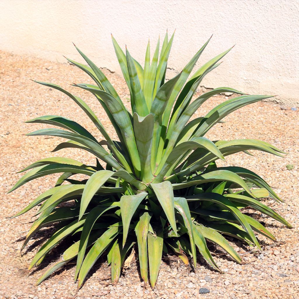 Agave desmetiana - Kleine honderdjarige aloë