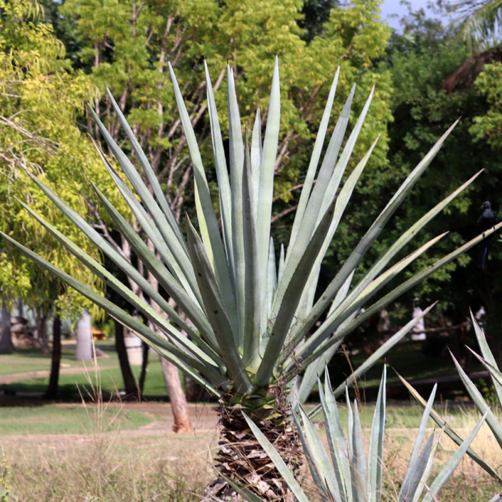 Agave fourcroydes
